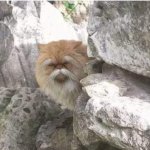 Chinese cat