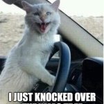 get in | GET IN! I JUST KNOCKED OVER
 THE XMAS TREE 
AND A BANK! | image tagged in crazy cat drives car laughing cat in car | made w/ Imgflip meme maker