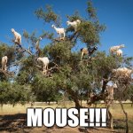 I THOUGHT I SAW A MOUSE! | MOUSE!!! | image tagged in goat browsing | made w/ Imgflip meme maker