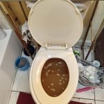 Clogged toilet