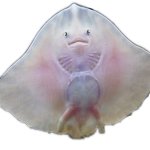 Baby Stingray