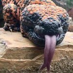 gila monster lick