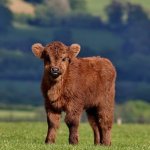 Dwarf Cow