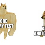 Buff Doge vs Crying Cheems | BEFORE ANATOMY TEST; AFTER ANATOMY TEST | image tagged in buff doge vs crying cheems | made w/ Imgflip meme maker