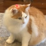 Cat in hat meme