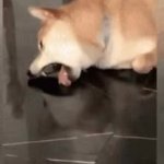 Dog Lick GIF Template