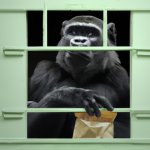 gorilla in jail looking at kfc