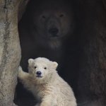 Polar Bear Cave
