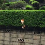 Shiba in a bush