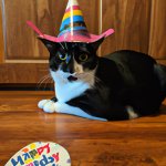 silly cat with birthday stuff