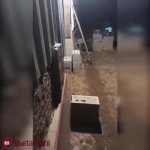 quacken GIF Template