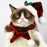 Grumpy Cat