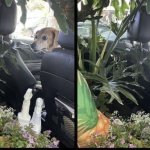 Dog Plants