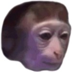 monkeyhaircut