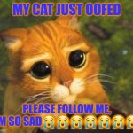 Sad Puppy Eyes Cat | MY CAT JUST OOFED; PLEASE FOLLOW ME, I'M SO SAD😭😭😭😭😭😭😭 | image tagged in sad puppy eyes cat | made w/ Imgflip meme maker