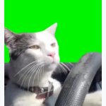 cat driving meme