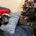 Arguing Christmas dogs
