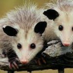 possums