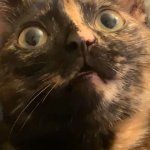 Shocked cat meme