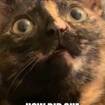 “Aw Tysm” cat | SHE TEXTED ME “AW TYSM”; HOW DID SHE KNOW I HAVE IT??? | image tagged in shocked cat | made w/ Imgflip meme maker