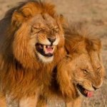 laughing lions meme