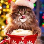 Cats | WHAT; I FOUND ME THIS | image tagged in christmas-cat | made w/ Imgflip meme maker