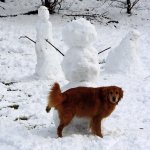 Snowmen and the dog