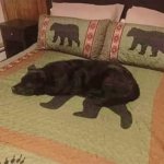 Lost dog