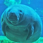 Annoying Manatee