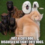 SQUINT YOUR EYES | JUST A CUTE DOG, DISGUISED AS EIGHT CUTE DOGS. | image tagged in squint your eyes | made w/ Imgflip meme maker