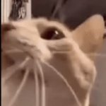 Enter a clever title for your Gif! | :jumpscare | image tagged in gifs,cats,jumpscares | made w/ Imgflip video-to-gif maker