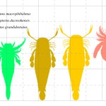 Man sea scorpions Mega Eurypterids