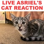 Live Asriel's cat reaction meme