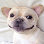 goofy dog