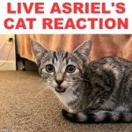 Live asriels cat reaction