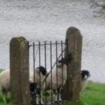 sheep fence meme