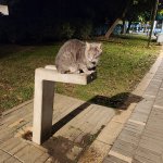 Cat waiting at night