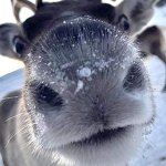 Reindeer closeup