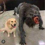 Labrador monster