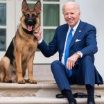 Joe Biden Dog Commander German Shepherd JPP