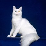 White Maine Coon