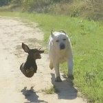 Flying dog running