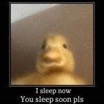 duck