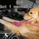Doges at computer school | C-?
But i wanted C++! | image tagged in dog at the computer,doge,computer,school | made w/ Imgflip meme maker