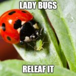 lady bug releaf it | LADY BUGS; RELEAF IT | image tagged in lady bug,beleafer,hemp,type 3,cannabis | made w/ Imgflip meme maker