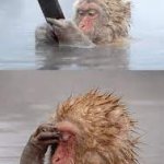 monkey cellp phone