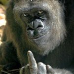I stole your meme | I Stole your meme | image tagged in gorilla middle finger | made w/ Imgflip meme maker