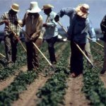 Mexican Farm Workers farmer JPP