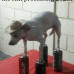 happy new year! what are you going to do about yourself? | 2024: *begins*
me still processing 2020: | image tagged in dog standing on cans,2024,2020 | made w/ Imgflip meme maker