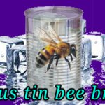 Jus tin bee brr